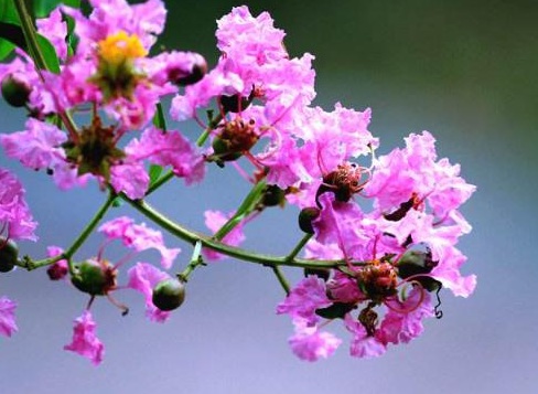 1629334221784936.jpg image.jpg