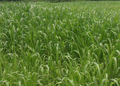 1629334308221761.jpg image.jpg