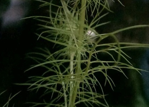 1629334605269402.jpg image.jpg