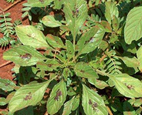 1629334680479467.jpg image.jpg