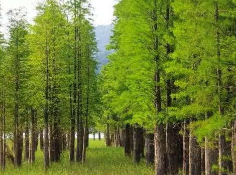 1629334973105768.jpg image.jpg