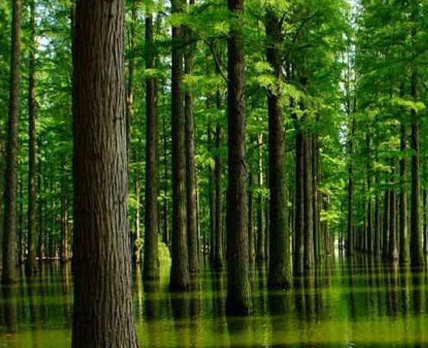 1629334987867394.jpg image.jpg