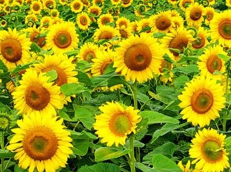 1629335391838767.jpg image.jpg