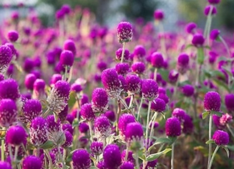 1629335703955154.jpg image.jpg