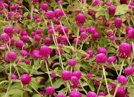 1629335712452933.jpg image.jpg