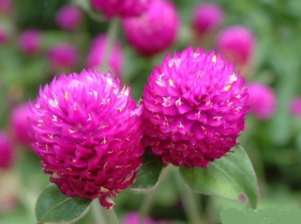 1629335730262600.jpg image.jpg