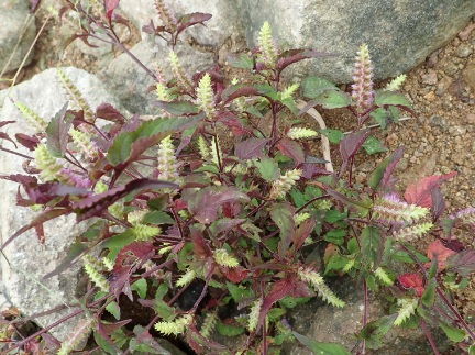 1629336218205570.jpg image.jpg