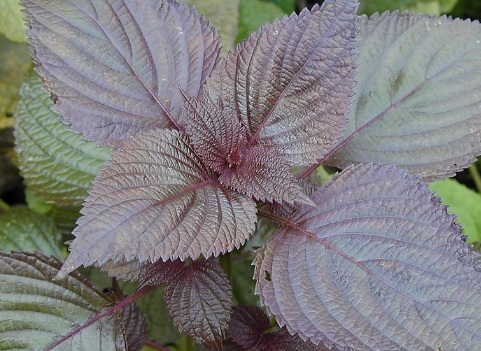 1629336243443469.jpg image.jpg