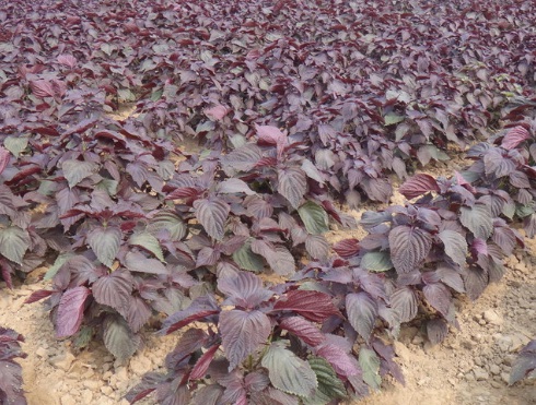 1629336254346887.jpg image.jpg