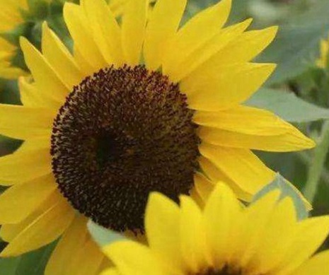 1629336348149315.jpg image.jpg