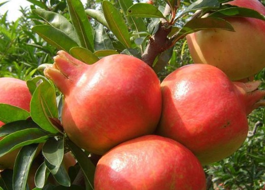 1629336709671195.jpg image.jpg