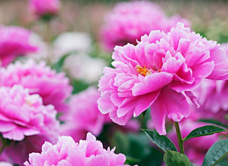 1629370482777428.jpg image.jpg