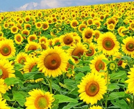 1629371091339227.jpg image.jpg