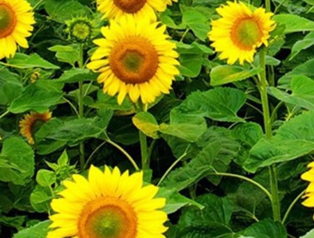 1629371099945333.jpg image.jpg