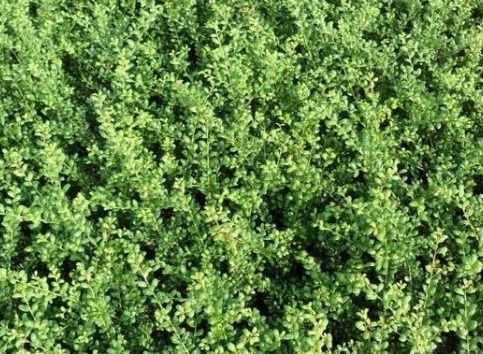 1629371314914861.jpg image.jpg