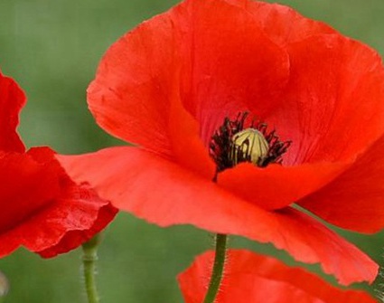 1629371658492988.jpg image.jpg