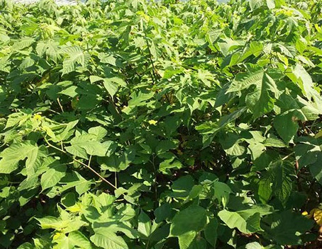 1629371798748050.jpg image.jpg