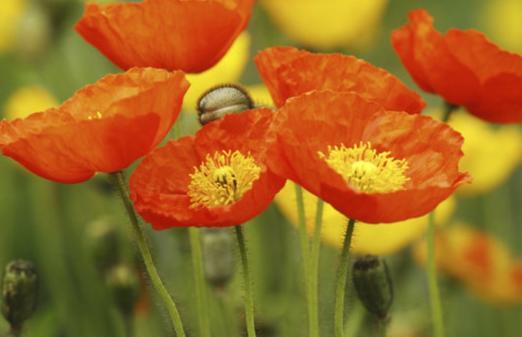 1629382280806829.jpg 冰島虞美人22222222222222.jpg