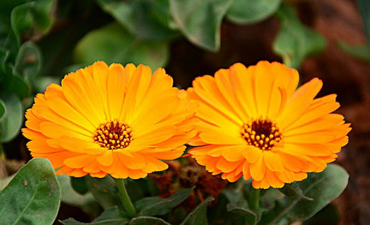 1629382381131585.jpg 金盞菊.jpg