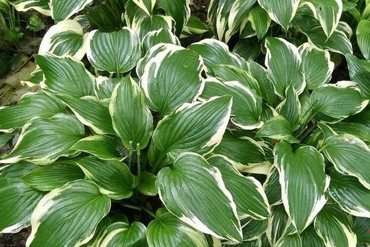 1629386288378437.jpg 玉簪1111111111111111.jpg