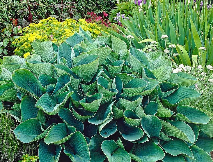 1629386334442661.jpg 玉簪333333333333333333333.jpg