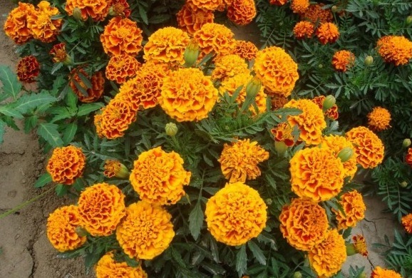 1629438689233003.jpg 1629438685(1).jpg