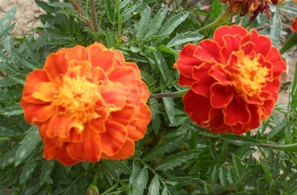 1629438825956489.jpg 1629438821(1).jpg