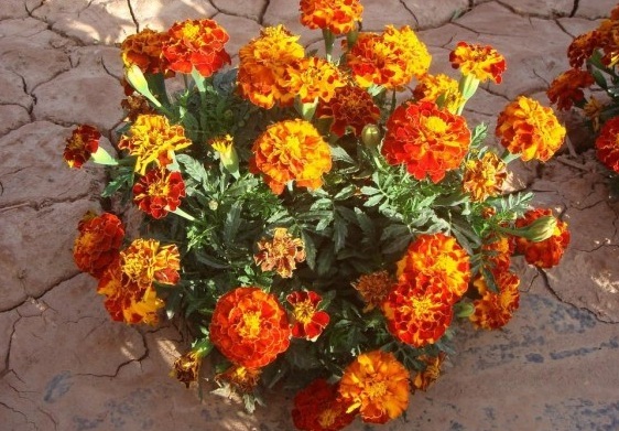 1629438835648762.jpg 1629438830(1).jpg