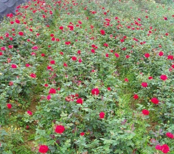 1629440645602073.jpg 1629440642(1).jpg