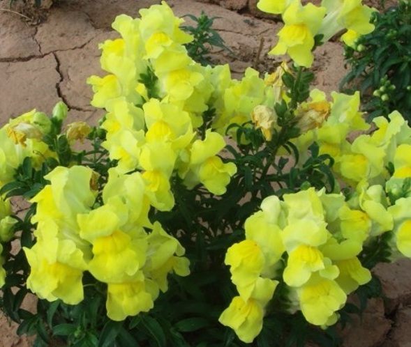 1629440860620291.jpg 1629440856(1).jpg