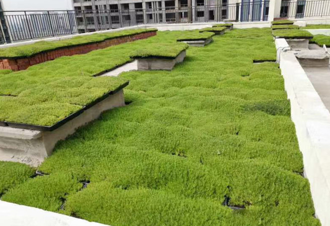 1629442685937664.jpg 佛甲草_副本.jpg