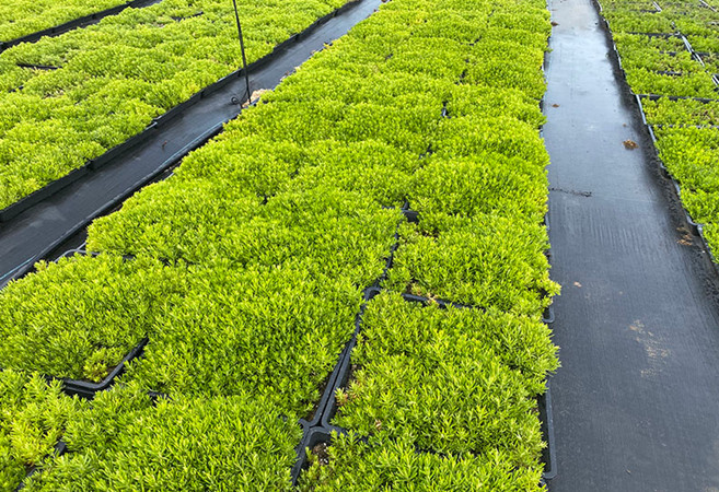 1629442707985808.jpg 佛甲草1_副本.jpg