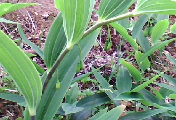 1629447239692979.jpg 5.jpg