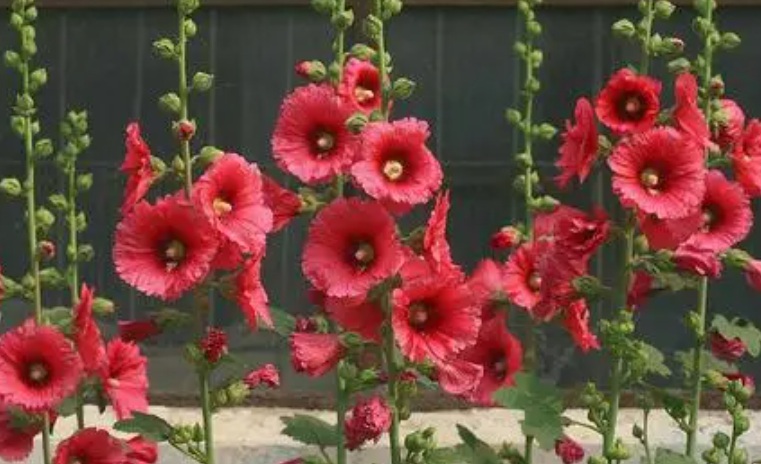 1629448489514453.jpg 蜀葵1.jpg