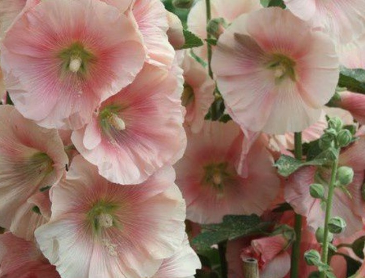 1629448686738158.jpg 蜀葵88888888888888888888.jpg