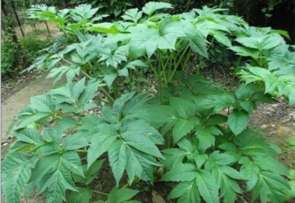 1629456752843541.jpg 1629456752843541.jpg