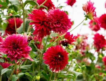 1629469483888699.jpg image.jpg