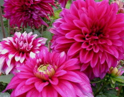 1629469502392411.jpg image.jpg