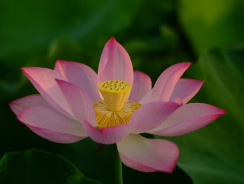 1629469700907544.jpg image.jpg