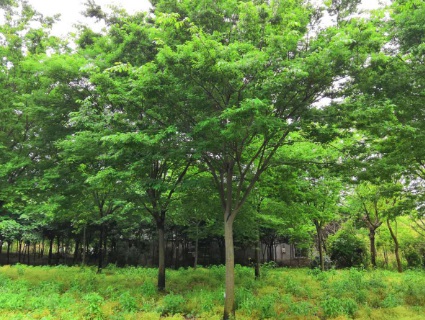 1629469797749477.jpg image.jpg