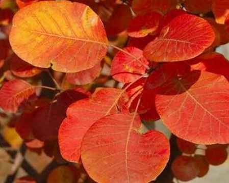 1629469915488327.jpg image.jpg