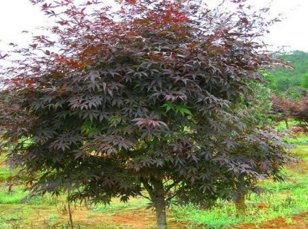 1629470008724638.jpg image.jpg