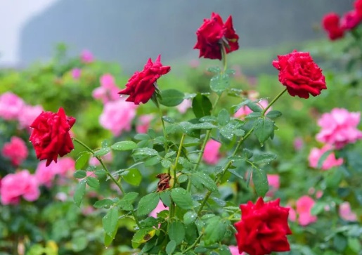 1629470170117831.jpg image.jpg