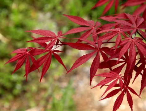 1629470505482698.jpg image.jpg