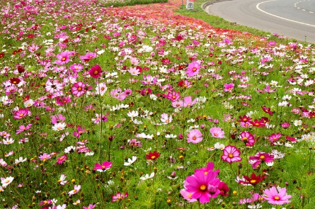 北方可以種草本花卉嗎 北方可以種草本花卉嗎
