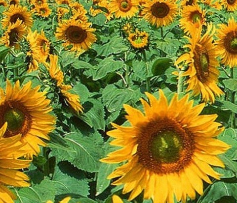 1629470691569504.jpg image.jpg