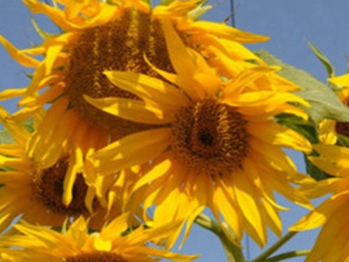 1629470714521121.jpg image.jpg