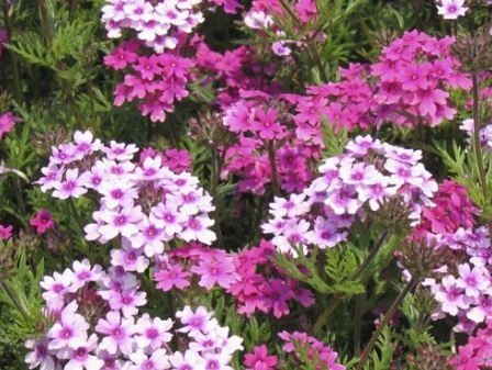 1629470949703739.jpg image.jpg