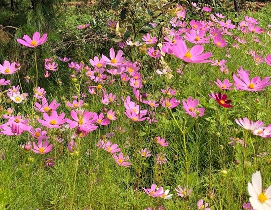 1629470983771662.jpg image.jpg