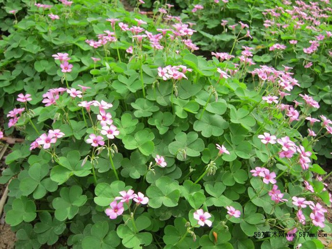 1629549979468281.jpg 1629549979468281.jpg